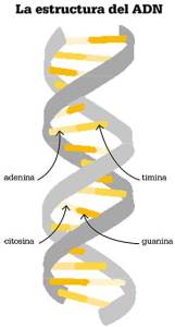 ADN Estructura Y Descubrimiento No Cierres Los Ojos